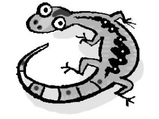 16.It can swim and jump.